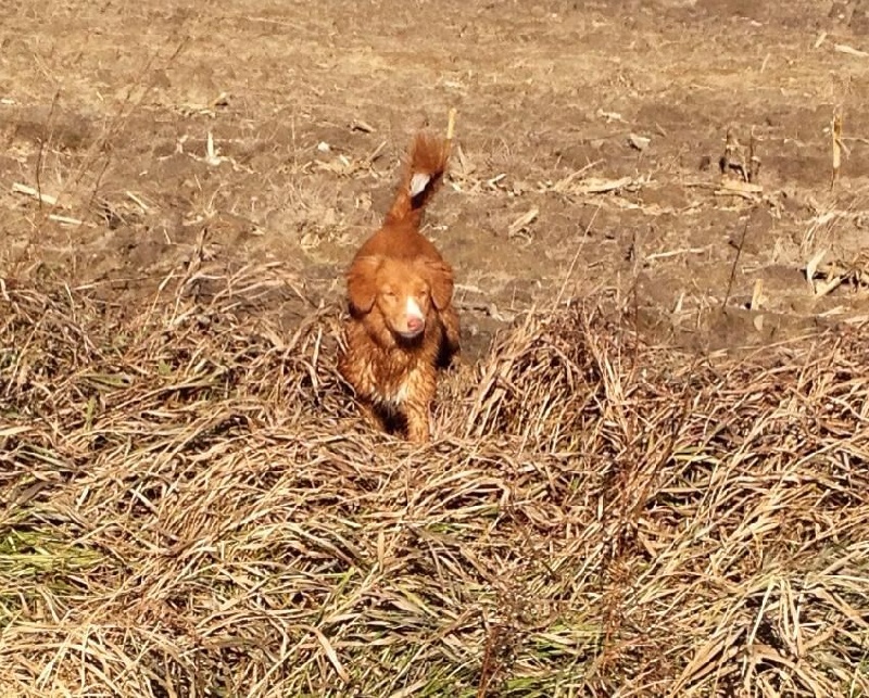 CH. Tuffntendr It's all about love