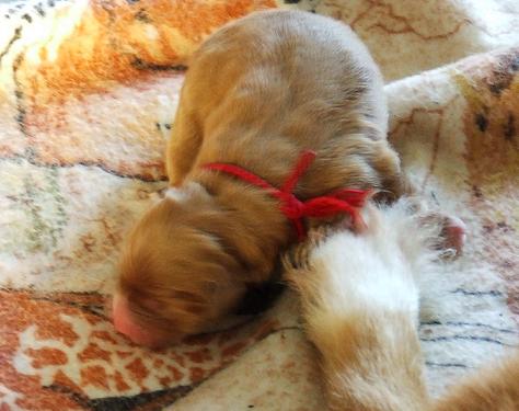 Tuffntendr Orange Crush Bubble