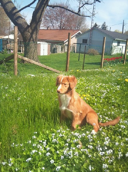 CH. Tuffntendr Ignite roaneden