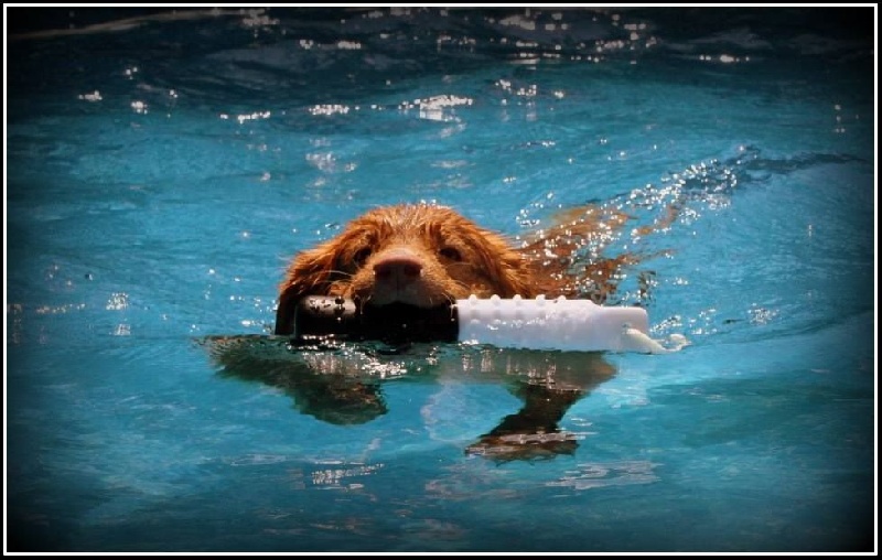 CH. tollwest 's Spicy Tollchester rn cgn