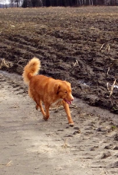 CH. tollwest 's Spicy Tollchester rn cgn