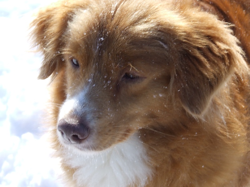 CH. beinnbhreagh 's Rumble Red Rumor