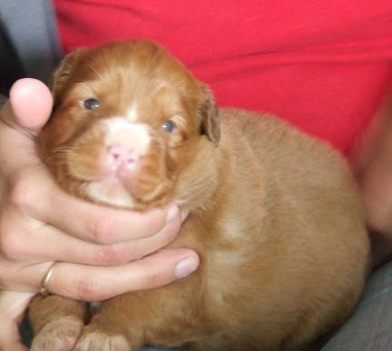 Tuffntendr Orange Crush Bubble