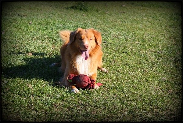 CH. tollwest 's Spicy Tollchester rn cgn