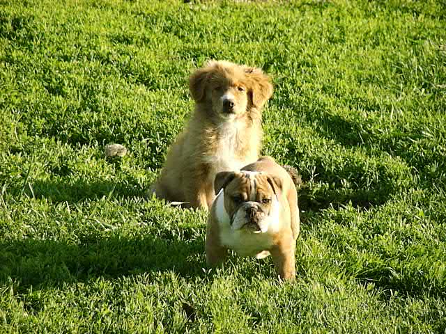 CH. beinnbhreagh 's Rumble Red Rumor