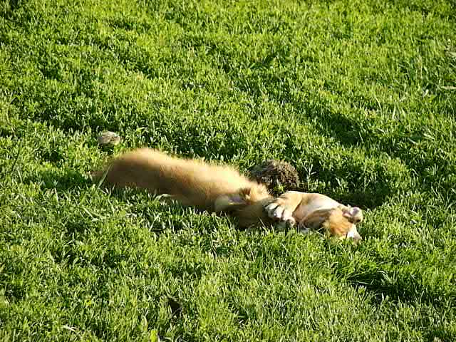 CH. beinnbhreagh 's Rumble Red Rumor