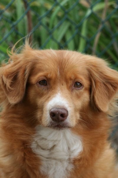 CH. beinnbhreagh 's Rumble Red Rumor