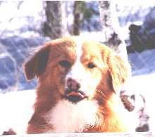 CH. beinnbhreagh 's Rumble Red Rumor