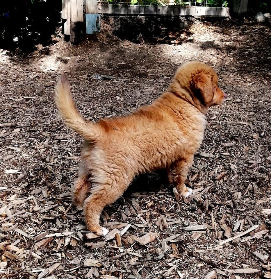 CH. Tuffntendr Worth a Dime