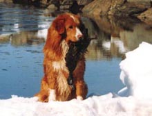 CH. beinnbhreagh 's Rumble Red Rumor