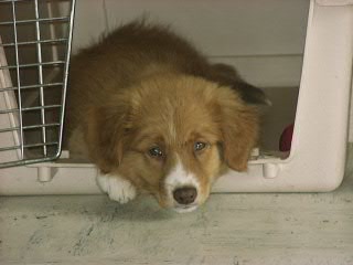 CH. beinnbhreagh 's Rumble Red Rumor