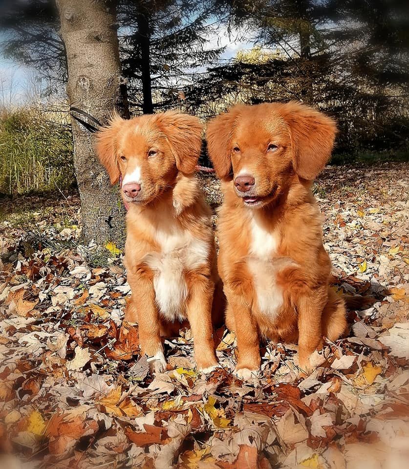 CH. Tuffntendr Worth a Dime