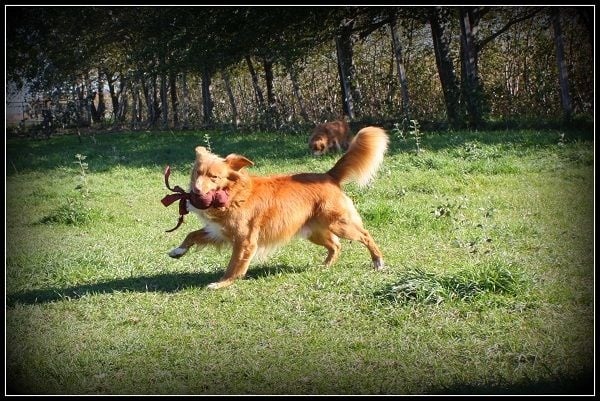 CH. tollwest 's Spicy Tollchester rn cgn