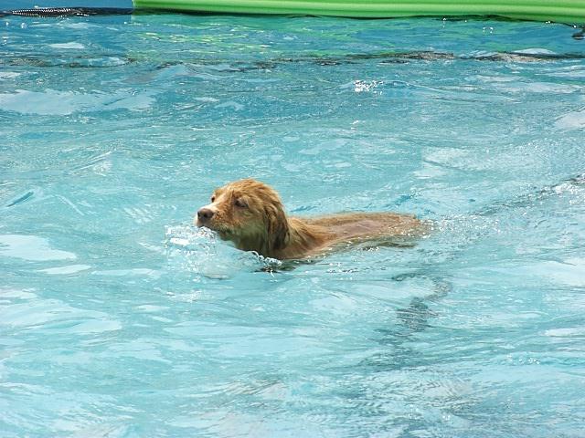 CH. beinnbhreagh 's Rumble Red Rumor