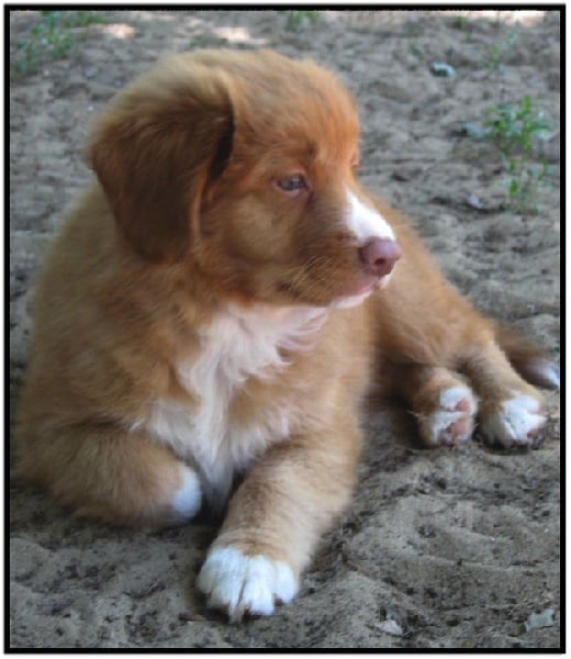 Tuffntendr Orange Crush Bubble