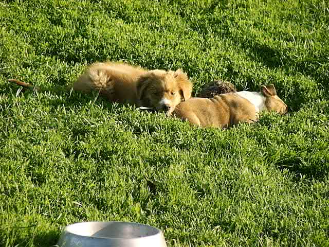 CH. beinnbhreagh 's Rumble Red Rumor