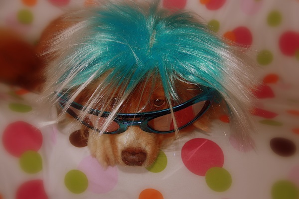 CH. beinnbhreagh 's Rumble Red Rumor