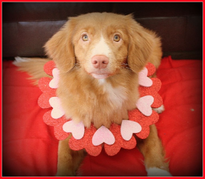 CH. Tuffntendr It's all about love