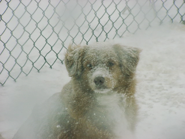 CH. beinnbhreagh 's Rumble Red Rumor
