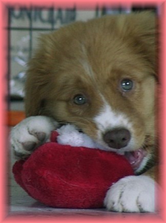 CH. beinnbhreagh 's Rumble Red Rumor