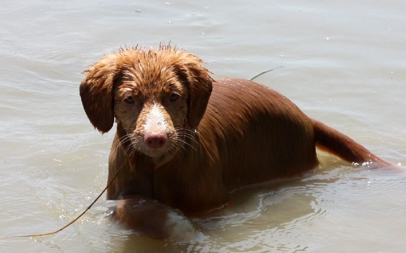 CH. Tuffntendr It's all about love