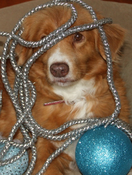 CH. beinnbhreagh 's Rumble Red Rumor