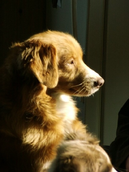 CH. beinnbhreagh 's Rumble Red Rumor