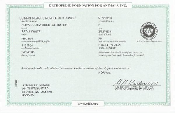 CH. beinnbhreagh 's Rumble Red Rumor