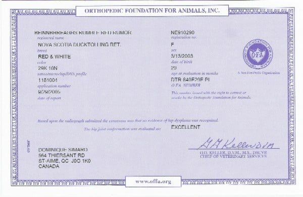 CH. beinnbhreagh 's Rumble Red Rumor