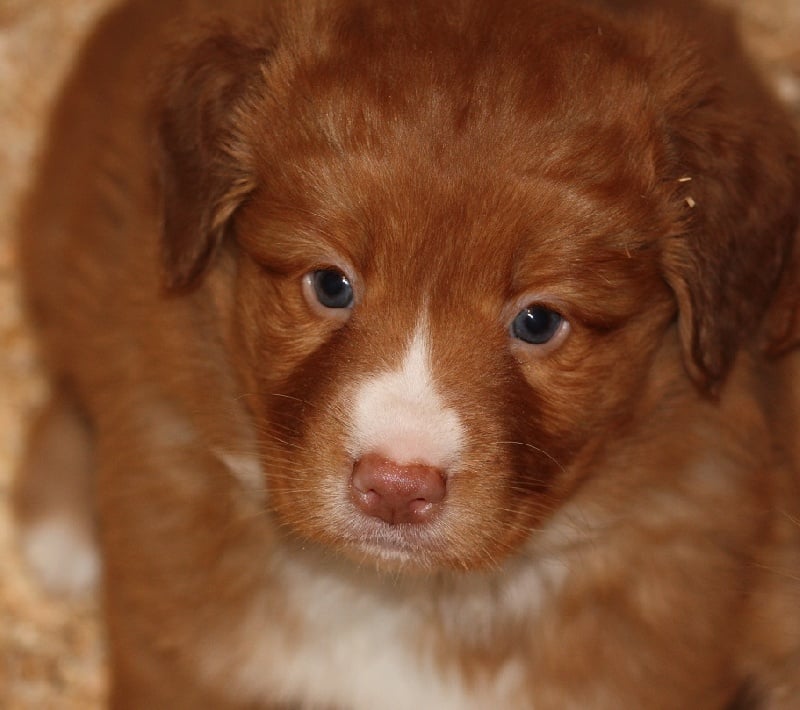 Tuffntendr Orange Crush Bubble