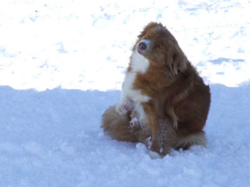 CH. beinnbhreagh 's Rumble Red Rumor