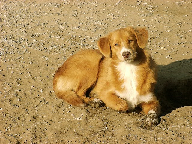 CH. beinnbhreagh 's Rumble Red Rumor