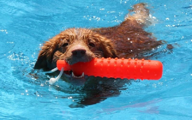 CH. tollwest 's Spicy Tollchester rn cgn