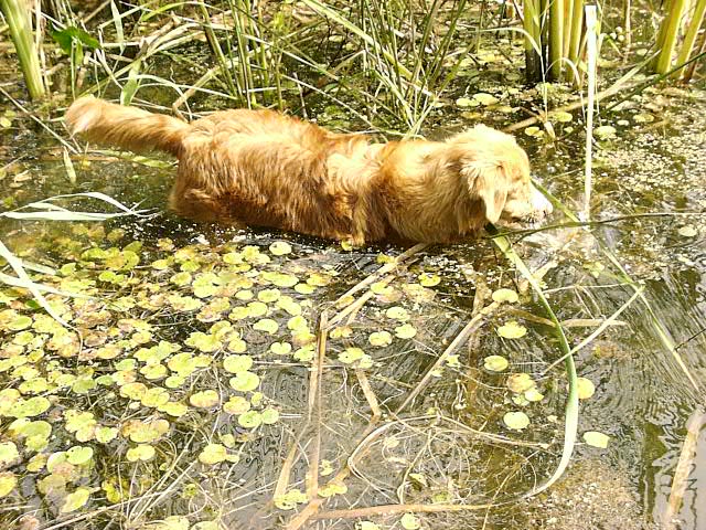 CH. beinnbhreagh 's Rumble Red Rumor