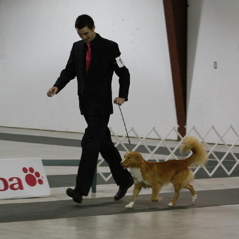 CH. Tuffntendr Ignite roaneden