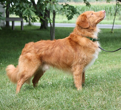 CH. tollwest 's Spicy Tollchester rn cgn