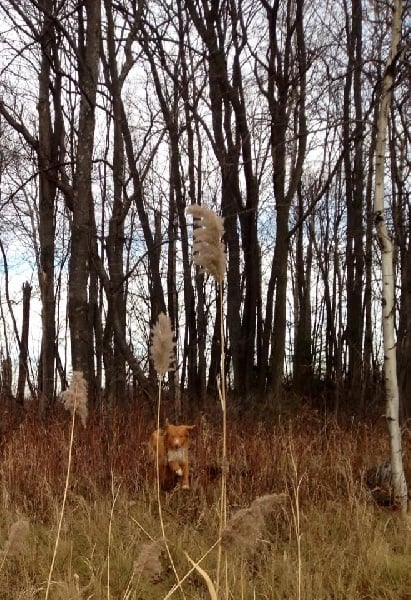 CH. tollwest 's Spicy Tollchester rn cgn