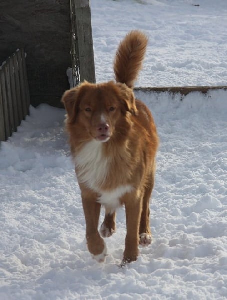 CH. tollwest 's Spicy Tollchester rn cgn