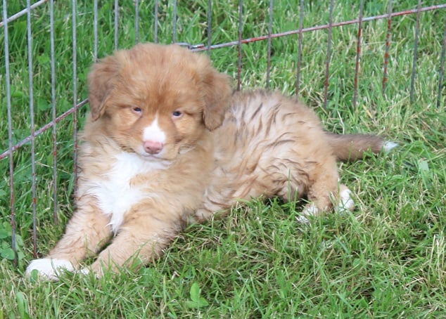 Tuffntendr Orange Crush Bubble