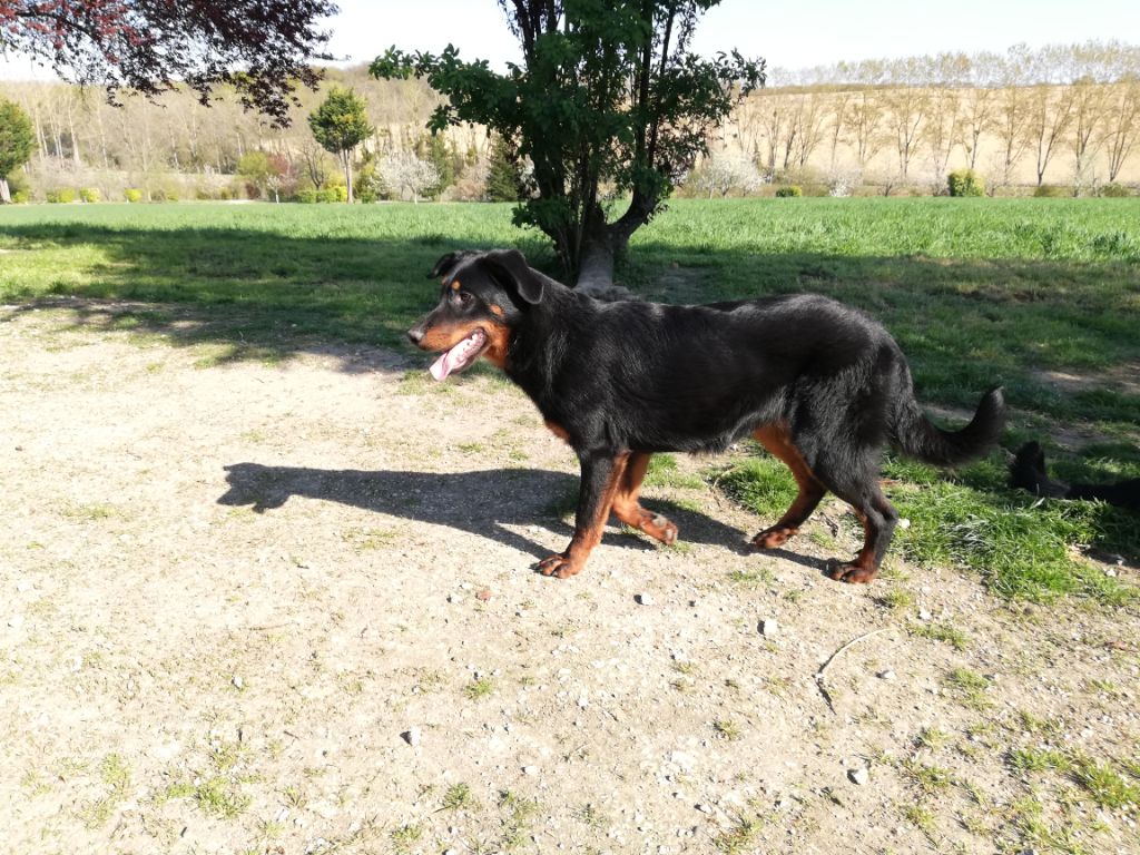 Ottaca des Liens du Feu