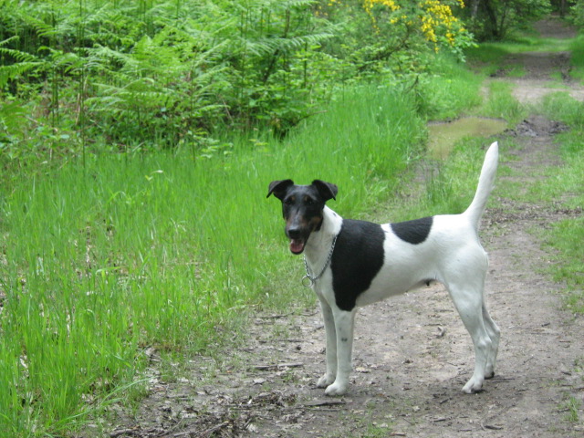 Publication : des Liens du Feu Auteur : Laure Fingonnet
