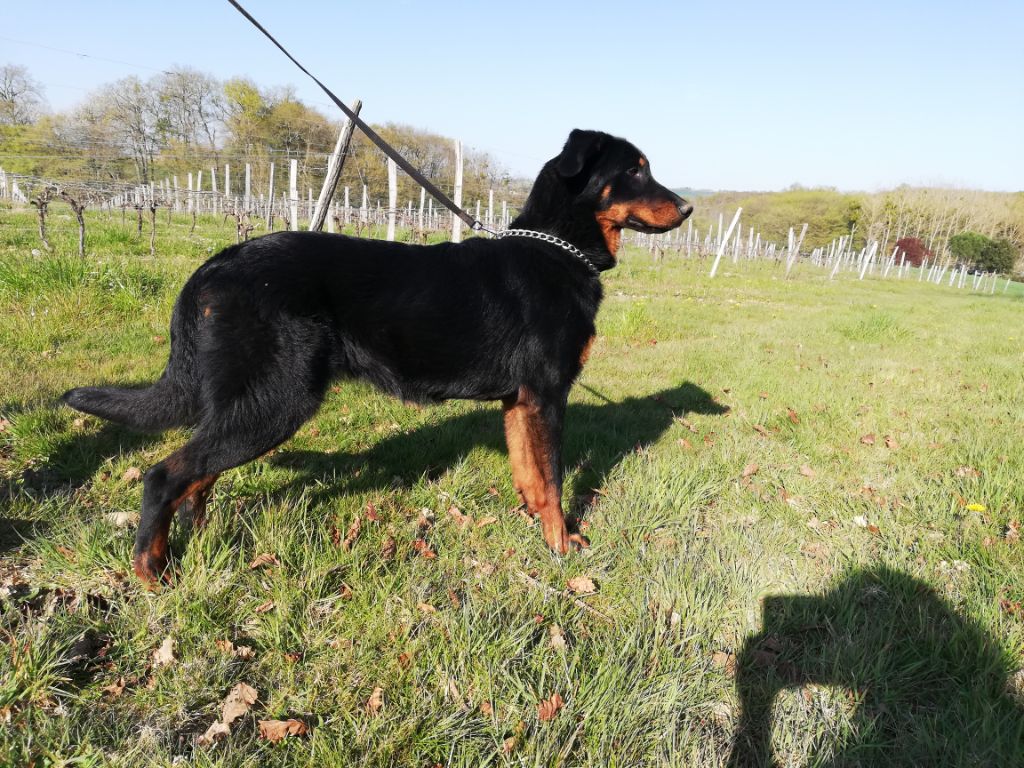 Ottaca des Liens du Feu