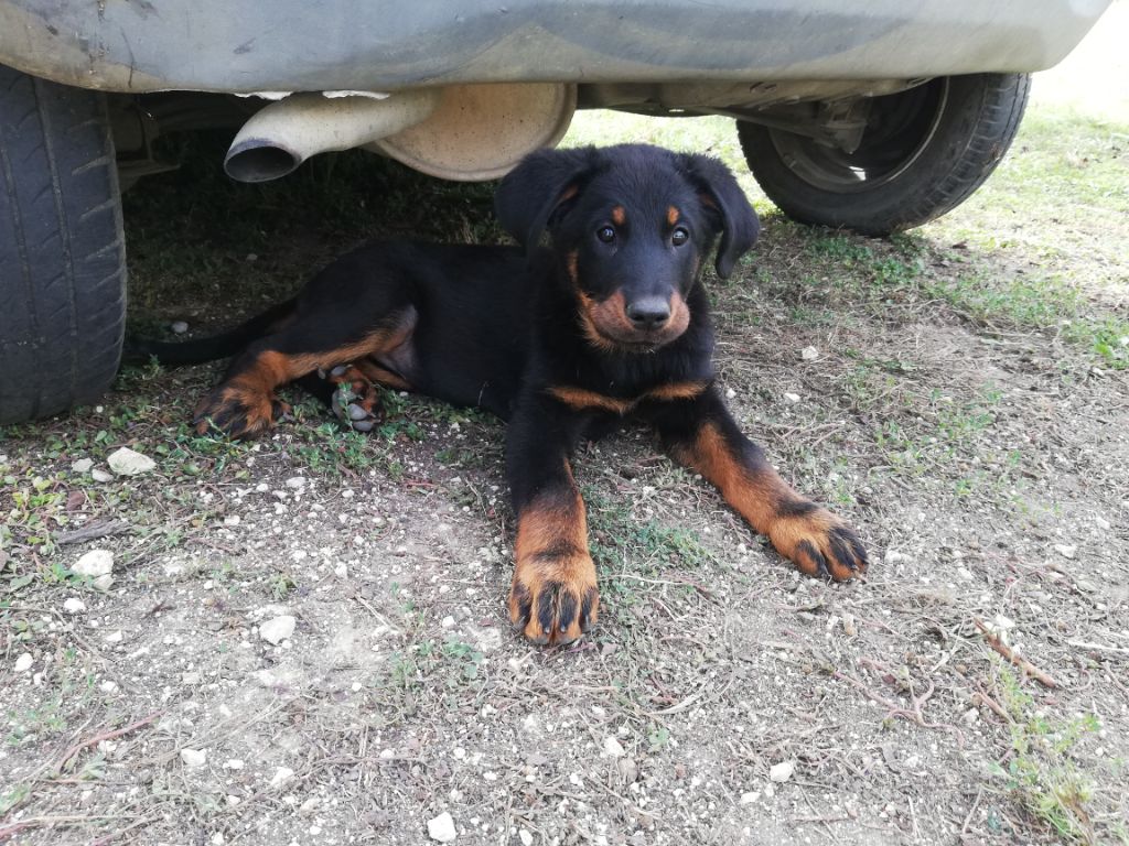 Ottaca des Liens du Feu