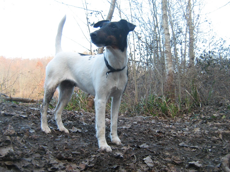 Publication : des Liens du Feu Auteur : Laure Fingonnet