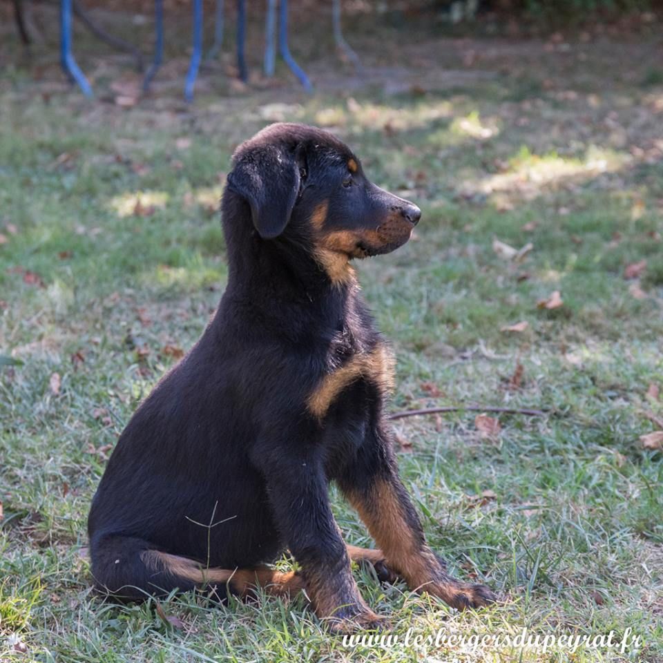 Ottaca des Liens du Feu