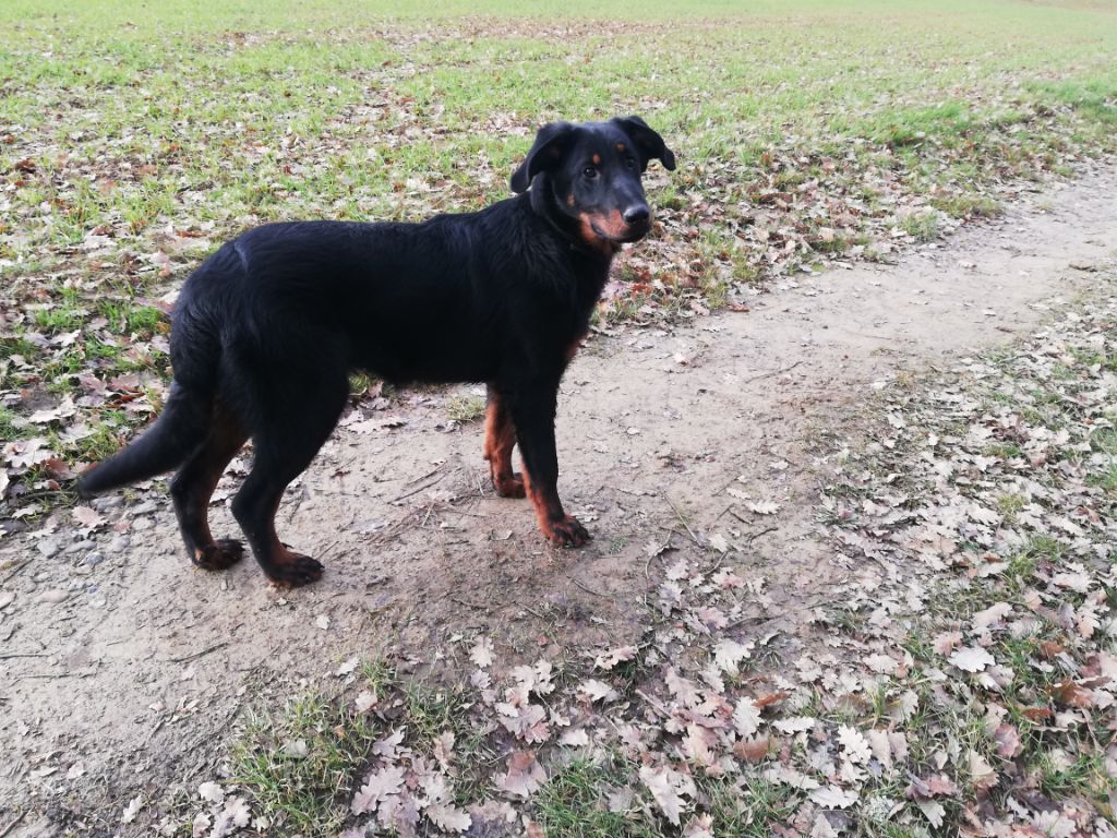 Ottaca des Liens du Feu