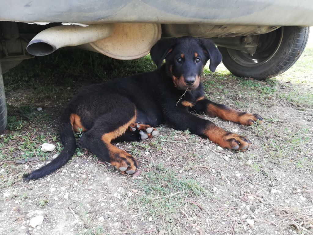 Ottaca des Liens du Feu