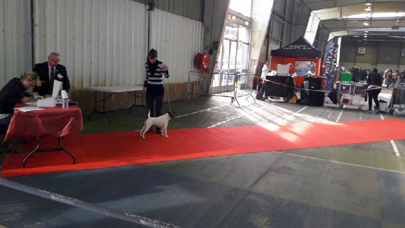 Lionne des Liens du Feu - 1ère Excellente et Meilleur Jeune