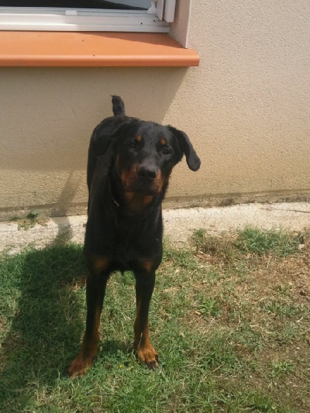 E'scott des Liens du Feu - 2ème Excellent et Cotation 3 sous réserve de radios