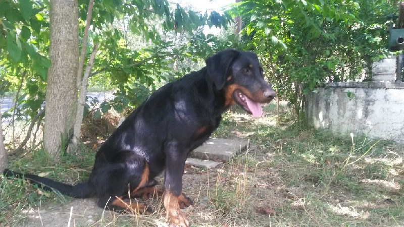 J'oz des Liens du Feu - 1er Très Prometteur